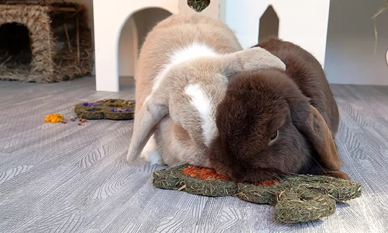 Rosewood Naturals Carrot 'n' Forage Bunny-1